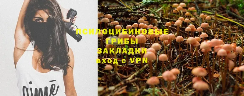 Галлюциногенные грибы Psilocybine cubensis  Дубна 